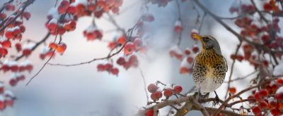 Fieldfare sitting on a hawthorn branch in winter time Fieldfare sitting on a hawthorn branch in winter time
