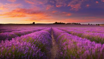 Lavender fields Lavender fields
